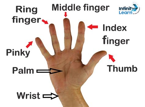 5隻手指|【單字攻略】Names of the fingers｜五隻手指頭 英文 